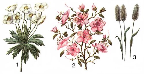 Альпийская растительность: 1 — анемона нарциссовая (Anemone narcissiflora), Кавказ; 2 — рододендрон даурский (Rhododendron dahuricum), горы Забайкалья; 3 — лисохвост альпийский (Alopecurus alpinus), Сев. Урал. Альпийская растительность.