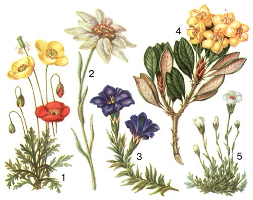 Альпийская растительность: 1 — альпийский мак (Papaver nudicaule), красный и желтый, Алтай, Саяны; 2 — эдельвейс (Leontopodium alpinum), Альпы, Карпаты; 3 — горечавка пиренейская (Gentiana Pyrenaica), Кавказ; 4 — рододендрон желтоцветный (Rhododendron chrysanthum), Алтай, Саяны; 5 — камнеломка дернистая (Saxifraga caespitosa), Сев. Урал. Альпийская растительность.