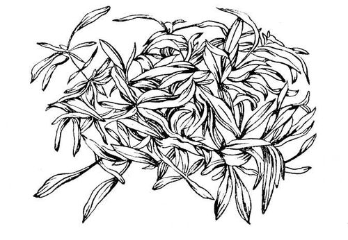 Alternanthera paronychoides. Альтернантера.