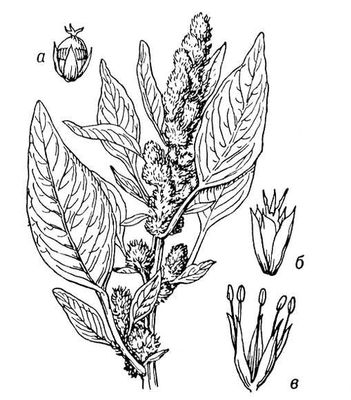  (Amaranthus retroflexus):    ;    ;    .