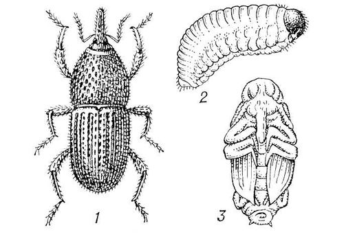 Амбарный долгоносик: 1 — жук; 2 — личинка; 3 — куколка. Амбарный долгоносик.