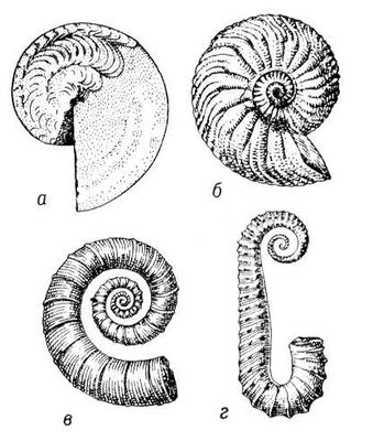 . 1. :   Timanites keyserlingi;   Cardioceres cordatum;   Crioceratites nolani;   Fncyloceras matheroni.