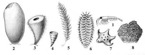    : 1   ; 2   ; 3   ; 4     Flabellum antarcticum; 5   ; 6     Eulagisca gigantea; 7    Odontaster; 8    Cephalodiscus.