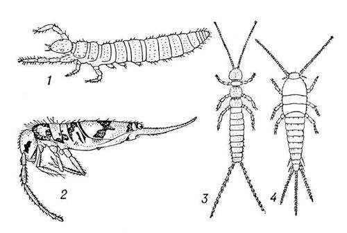 Аптериготы: 1 — Eosentomon transitorum (отр. бессяжковые); 2 — Entomobrya pulchella (отр. ногохвостки); 3 — Campodea plusiochaeta (отр. двухвостки); 4 — Lepisma saccharina (отр. щетинохвостки). Аптериготы.