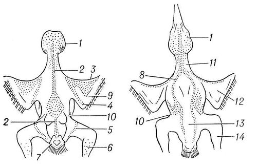       Nucifraga caryocatactes.    ()   ; : 1  ; 2  ; 3  ; 4  ; 5  ; 6  ; 7  ; 8  ; : 9   ; 10  ; 11  ; 12   ; 13  ; 14  .