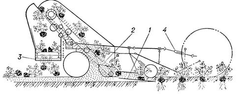 Технологическая схема работы арахисоуборочной машины: 1 — нож; 2 — прутковый транспортёр; 3 — поперечный транспортёр; 4 — карданная передача от трактора. Арахисоуборочная машина.