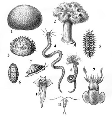     . : 1  Tethyu lincurium; 3  Polymastia mammillaris. : 2   Metridium dianthus;  : 4   Nereis virens; 5   Harmothoe imbricata; 8   Amphitrita cirrata. : 6   Tonicella rubra; 7    Acroaea testudinalis; 9   Rossia glaucopis; 10   Clio borealis. : 11    Calanus finmarchicus.  .