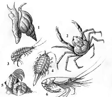     . : 1   Buccinum undatum; : 2   Hyas arancus; 3   Gammarus locusta; 4   ; 5    Balanus balanoides; 6   Pandalus borealis.  .