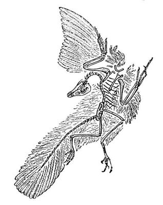 Archaeopteryx lithographica. Археоптерикс.