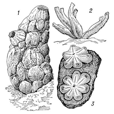  (1  2  ,   ): 1  Phallusia mammillata; 2  Ciona intestinalis (  4 ); 3    Botryllus violaceus ( ).