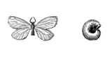 Бабочки. Мешочница улиткообразная (Apterona crenulella) — Ср. и Юж. Европа, Казахстан. Самец и самка в чехлике. Бабочки.
