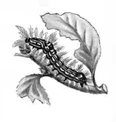 Бабочки. Желтогузка (Euproctis similis) — Европа, Юж. Сибирь, Вост. Азия. Вредитель лиственных пород. Гусеница. Бабочки.