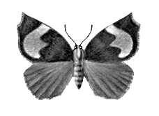 Бабочки. Каллидула Фельдера (Pterodecta felderi) — Д. Восток, Япония. Бабочки.