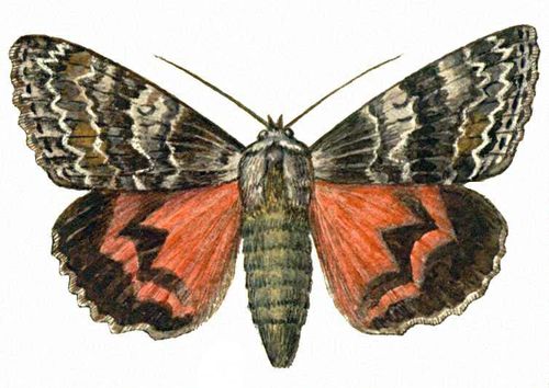 Бабочки. Ленточница малиновая (Catocala sponsa) — Ср. и Юж. Европа, М. Азия. Бабочки.