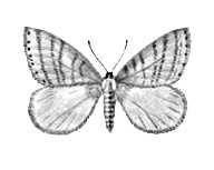 Бабочки. Зимняя пяденица (Operophtera brumata) — Европа, Вост. Сибирь. Вредитель плодовых деревьев. Самец. Бабочки.