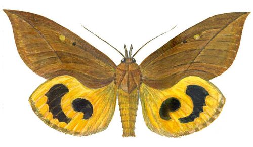 Бабочки. Совка змеинокрылая (Ophioderus tyranus) — Д. Восток (Уссури), Юго-Вост. Азия. Вредитель дуба. Бабочки.
