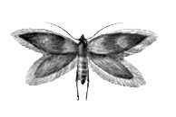 Бабочки. Мелкокрыл калужницевый (Micropteryx calthella) — Европа. Бабочки.