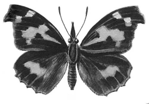 Бабочки. Носатка (Libythea celtis) — Юж. Европа, Ср. и М. Азия, Сев. Африка. Бабочки.