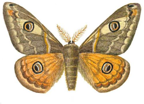Бабочки. Малый ночной павлиний глаз (Saturnia pavonia) — Европа, Сибирь, Д. Восток. Бабочка. Бабочки.