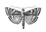 Бабочки. Луговой мотылек (Loxostege sticticalis) — Европа, Сев. и Ср. Азия, Сев. Америка. Вредитель полевых и бахчевых культур. Бабочки.