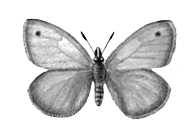 Бабочки. Сенница обыкновенная (Coenonympha pamphillius) — Европа, Зап. Сибирь, Ср. и М. Азия. Бабочки.