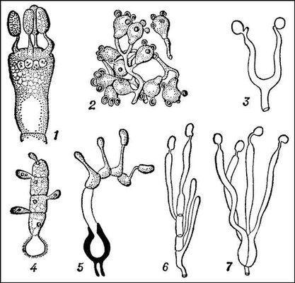      .  : 1  Russula; 2  Sclerodon; 3  Dacryomyces.  : 4  Ustilago; 5  Uromyces; 6  Auricularia; 7  Tremella.  .