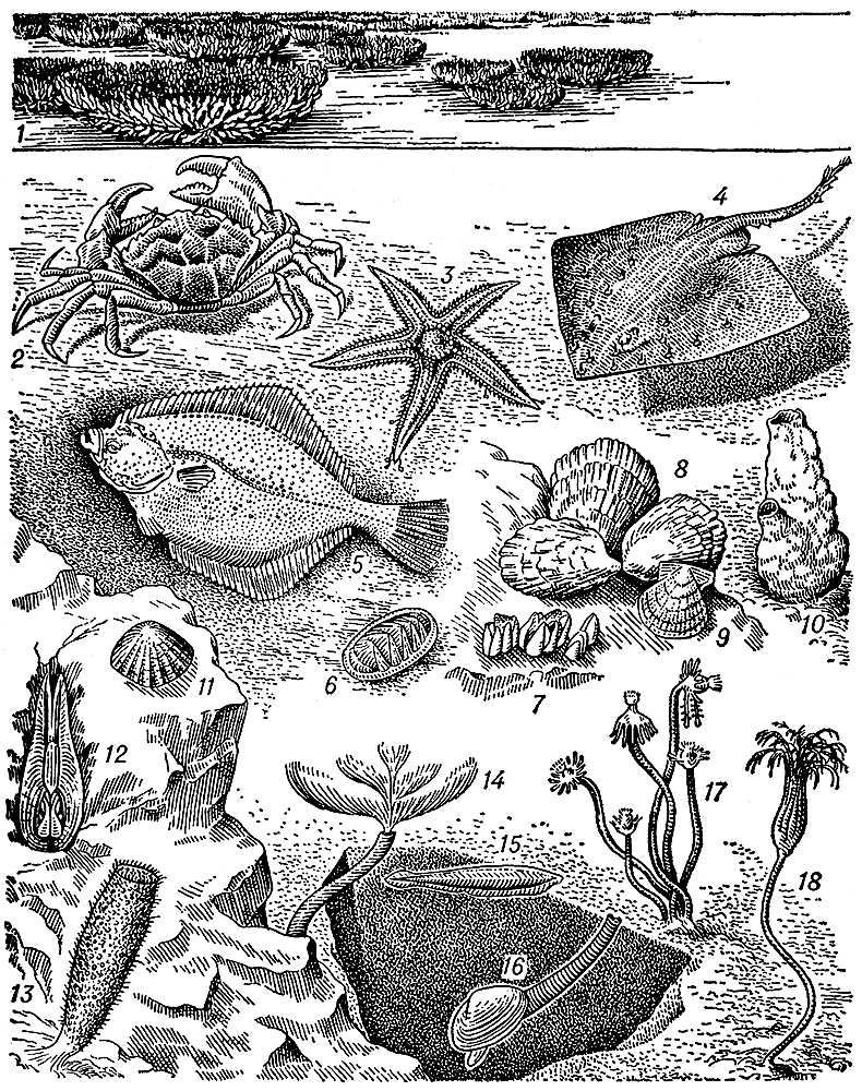    . ,    :  Carcinus (2);   Asterias (3). ,    ,  :  (4);  (5).  :    (Chiton) (6);  (Pecten) (9);  (Patella) (11). ,     :  (8). ,   :  (15);   (16). ,  :  Pholas (12). ,  : ,   (1);     (Balanus) (7);  Phallusia (10);   Euplectella (13);   Spirografis (14);  Tabularia (17);   (18).