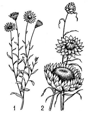 : 1    (Xeranthemum annuum); 2    (Helichrysum bracteatum).