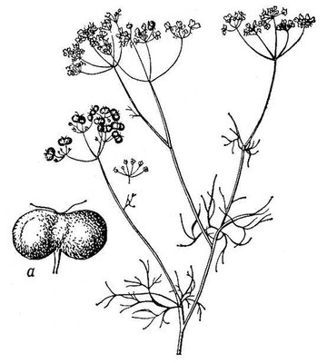 Bifora radians; a  .