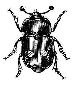  (Nitidula bipunctata).