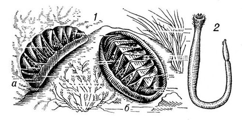  : 1   (Chiton elegans):    ,    ; 2  Chaetoderma nitidulum.