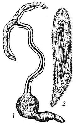 Bonellia viridis: 1   (<sup>1</sup>/<sub>3</sub>  ); 2   (  30 ).