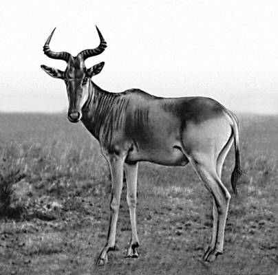  Alcelaphus buselaphus.
