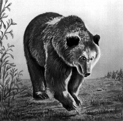 Рис. к ст. Бурый медведь. Бурый медведь.