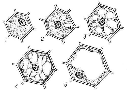 . 2.      (15).