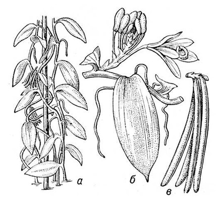  (Vanilla planifolia):    ;    ;   .