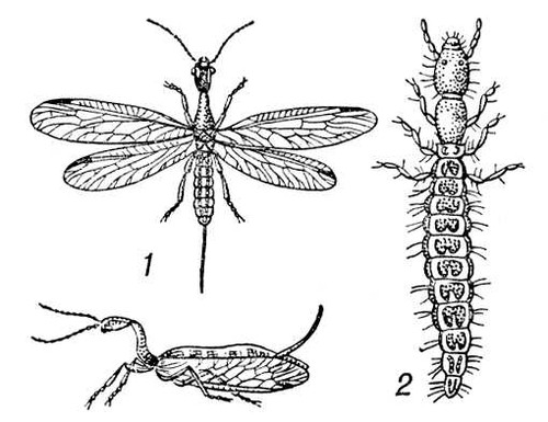  (Raphidia): 1    (   ); 2  . .