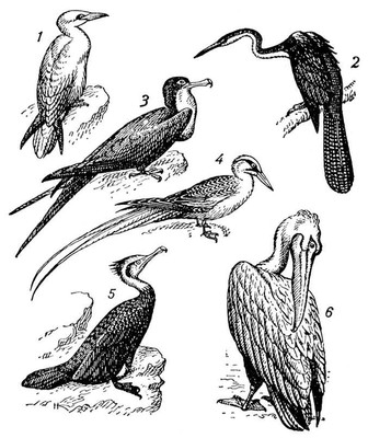  : 1   (Sula bassana); 2   (Anhinga anhinga); 3   (Fregata aquila); 4   (Phaethon aethereus); 5   ; 6   .