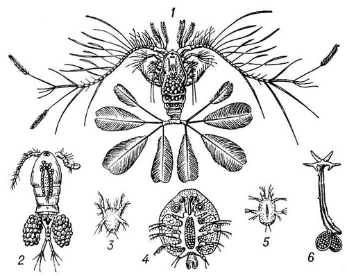  : 1  Calanus pavo; 2 Cyclops strenuus,  (    ,    ); 3   () Cyclops tenuicornis; 4  Argulus foliaceus; 5   () Lernaeocera cyprinacea; 6    Lernaeocera cyprinacea, .