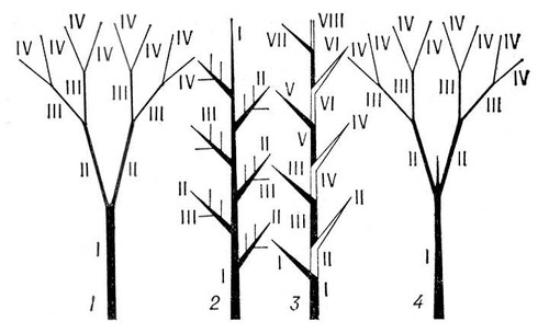 Схемы ветвления: 1 — дихотомического, 2 — моноподиального, 3 — симподиального, 4 — ложнодихотомического. Римскими цифрами обозначены ветви различных порядков. Ветвление.