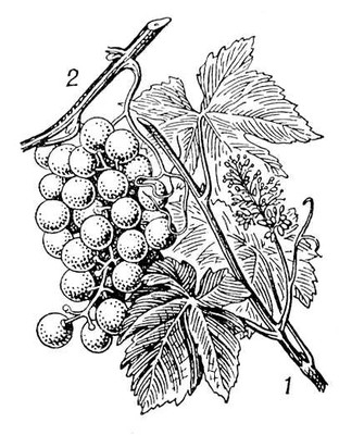Виноград культурный: 1 — ветвь с листьями и соцветием; 2 — гроздь. Виноград.