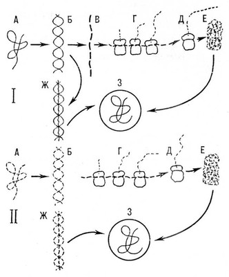   ,       (I)     (II).    ,   ;    - ;         ;    , (-),   ;     (),  -    (       );     ,   ;    ,   ;       -   ;    .       , . .         -.