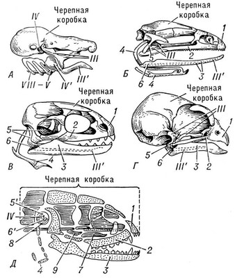 . 4.     :     ;     ;    ;    ;    ; : 1  ; 2  ; 3  ; 4  ; 5  ; 5'  : 6  ; 6'  ; 7  ; 8  ; 9  ; III   ; III'   ; IV   (); IV'  : VVIII   .