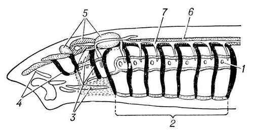 . 1.    : 1     ; 2   ; 3   ; 4     ; 5   ; 6  ; 7   .