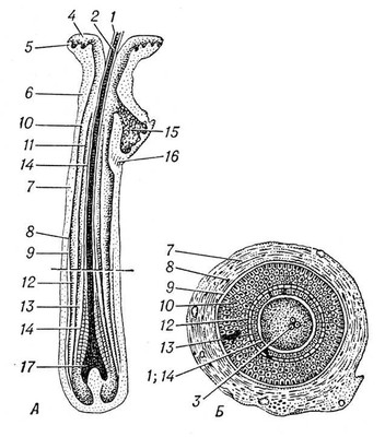 . 1.      :     ;       ,     ; 1   ; 2   ; 3   ; 4, 5      ; 6    ; 7     ; 8     ; 9   ; 10    ; 11    ; 12, 13     ; 14   ; 15   ; 16  ,  ; 17   .