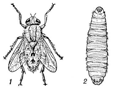 ����������� ����: 1 � ����; 2 � �������� �������. ����������� ����.