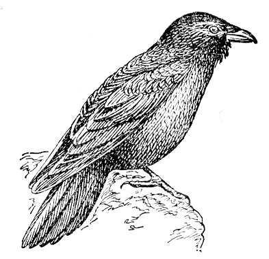  (Corvus corax).