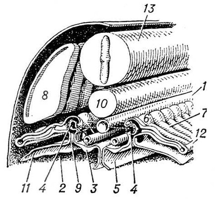 . 8.      : 1  ; 2    ; 3   ; 4  ; 5  ; 6   ; 7   ; 8  ; 9  ; 10  ; 11  ; 12   ; 13   .