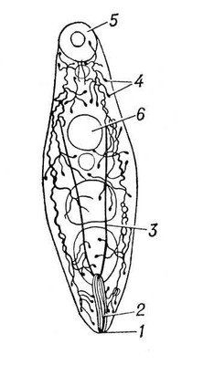 . 1.     Allocreadium isoporum: 1   ; 2   ; 3      ; 4       : 5   ; 6   .