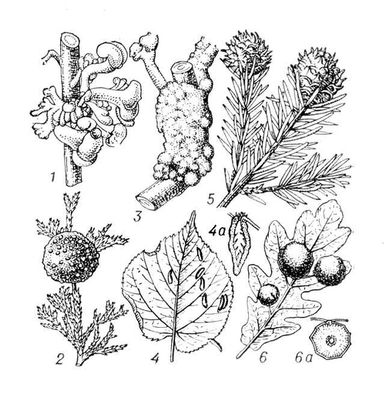 : 1     ,    Ustilago treubii; 2     ( ),    Gymnosporangium juniperi virginianae; 3     ,    Myzoxylus laniger; 4      ,   Eriophyes tilae; 4      ; 5     ,   Chaphalodes strobilinus; 6    ,    Diplolepis longiventris ()  Diplolepis quercus folii ( ); 6      .